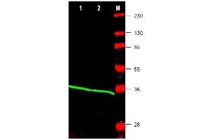 Image no. 1 for anti-Proliferating Cell Nuclear Antigen (PCNA) (Internal Region) antibody (ABIN401372) (PCNA Antikörper  (Internal Region))