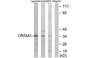 Western Blotting (WB) image for anti-Olfactory Receptor, Family 5, Subfamily M, Member 3 (OR5M3) (Internal Region) antibody (ABIN1853272) (OR5M3 Antikörper  (Internal Region))