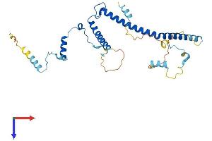 EBNA1BP2 Protein (AA 1-306) (His tag)