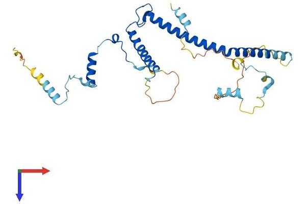 EBNA1BP2 Protein (AA 1-306) (His tag)
