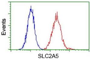 Image no. 2 for anti-Solute Carrier Family 2 (Facilitated Glucose/fructose Transporter), Member 5 (SLC2A5) antibody (ABIN1498473) (SLC2A5 Antikörper)