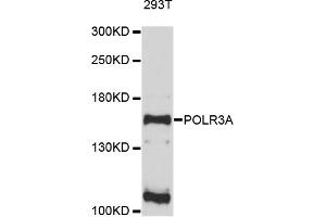 Western blot analysis of extracts of 293T cells, using POLR3A antibody (ABIN4904816) at 1:1000 dilution. (POLR3A Antikörper)