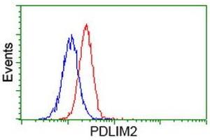Image no. 5 for anti-PDZ and LIM Domain 2 (PDLIM2) antibody (ABIN1500125) (PDLIM2 Antikörper)