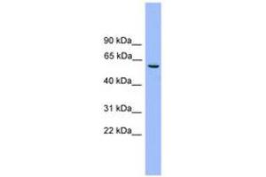 Image no. 1 for anti-Nucleosome Assembly Protein 1-Like 2 (NAP1L2) (AA 251-300) antibody (ABIN6745166) (NAP1L2 Antikörper  (AA 251-300))