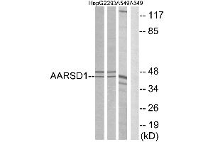 Western blot analysis of extracts from HepG2 cells, 293 cells and A549 cells, using AARSD1 antibody. (AARSD1 Antikörper)