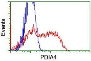 HEK293T cells transfected with either RC204041 overexpress plasmid (Red) or empty vector control plasmid (Blue) were immunostained by anti-PDIA4 antibody (ABIN2455272), and then analyzed by flow cytometry. (PDIA4 Antikörper)