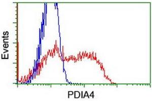 HEK293T cells transfected with either RC204041 overexpress plasmid (Red) or empty vector control plasmid (Blue) were immunostained by anti-PDIA4 antibody (ABIN2455272), and then analyzed by flow cytometry.