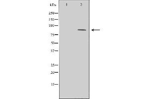 Western blot analysis of LoVo cell lysate, using CHUK Antibody. (IKK alpha Antikörper  (N-Term))