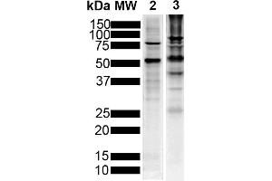 Western Blot analysis of Human Breast Cancer Cell line and Mouse Brain showing detection of Tau protein using Mouse Anti-Tau Monoclonal Antibody, Clone 1D5 (ABIN6952107).