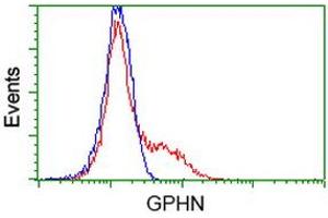 HEK293T cells transfected with either RC205986 overexpress plasmid (Red) or empty vector control plasmid (Blue) were immunostained by anti-GPHN antibody (ABIN2454074), and then analyzed by flow cytometry. (Gephyrin Antikörper)