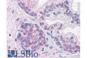 ABIN195735 (10µg/ml) staining of paraffin embedded Human Prostate. (PDE11A Antikörper  (Internal Region))