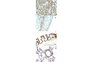 Immunohistochemical staining (Formalin-fixed paraffin-embedded sections) of (A) human tonsil (B) human tonsil (C) rat colon and (D) rat lung with Nuclear antigen monoclonal antibody, clone NM106 . (Nuclear Antigen Antikörper)