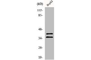 Western Blot analysis of 293 cells using AurB/C Polyclonal Antibody (AurB/C Antikörper)