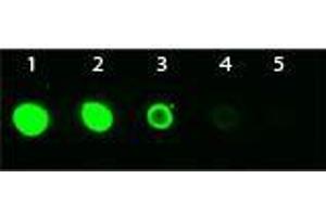 Dot Blot of Mouse anti-AKT3 Monoclonal Antibody Fluorescein Conjugated. (AKT3 Antikörper  (Internal Region) (FITC))
