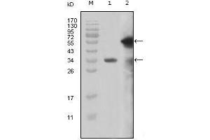 Western Blot showing MLL antibody used against truncated MLL recombinant protein (1) and truncated GFP-MLL (aa3714-3969) transfected Cos7 cell lysate (2). (MLL/KMT2A Antikörper  (AA 3751-3968))