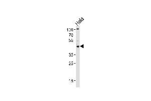 Western blot analysis of lysate from Hela cell line, using TRIP13 Antibody (C-term) (ABIN656567 and ABIN2845827). (TRIP13 Antikörper  (C-Term))