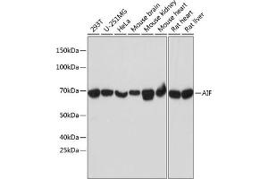 Western blot analysis of extracts of various cell lines, using AIF antibody (ABIN7265648) at 1:1000 dilution. (AIF Antikörper)