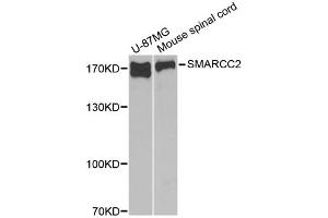 Western blot analysis of extracts of various cell lines, using SMARCC2 antibody (ABIN1874865) at 1:1000 dilution. (SMARCC2 Antikörper)