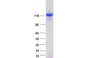 Validation with Western Blot (CLUH Protein (Myc-DYKDDDDK Tag))