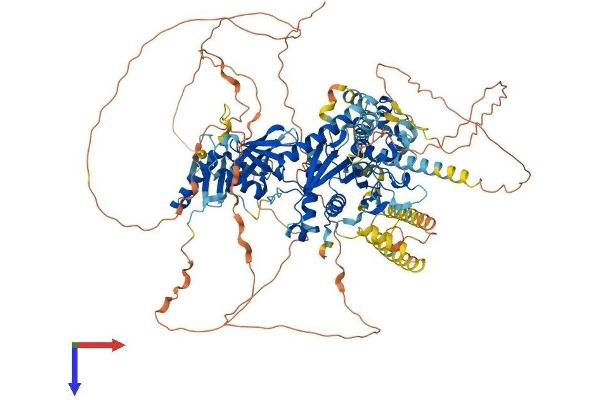 SEC23IP Protein (AA 1-1000) (His tag)