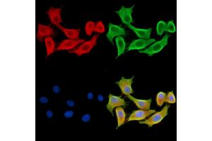 ABIN7095294 and ABIN7099351 staining HepG2 cells by IF/ICC. (CRYbA4 Antikörper)