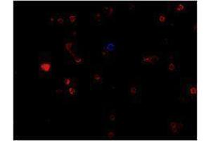 Immunofluorescence (IF) image for anti-CD19 Molecule (CD19) antibody (Alexa Fluor 647) (ABIN2657657) (CD19 Antikörper  (Alexa Fluor 647))