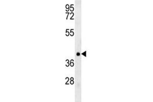 TRAF1 antibody western blot analysis in NCI-H460 lysate. (TRAF1 Antikörper  (AA 55-83))