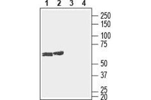 Western blot analysis of rat (lanes 1 and 3) and mouse (lanes 2 and 4) brain lysates: - 1,2. (GJC3 Antikörper  (1st Extracellular Loop))