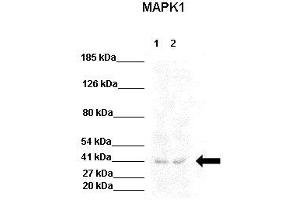WB Suggested Anti-MAPK1 Antibody  Positive Control: Lane 1:441 µg HEK293 lysate Lane 2: 041 µg U205 lysate Primary Antibody Dilution: 1:0000Secondary Antibody: Goat anti-rabbit-HRP Secondry  Antibody Dilution: 1:0000Submitted by: Jose Luis Rosa, Universitat de Barcelona