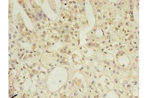Immunohistochemistry of paraffin-embedded human adrenal gland tissue using ABIN7150209 at dilution of 1:100