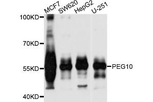 Western blot analysis of extracts of various cell lines, using PEG10 antibody (ABIN5971473) at 1/1000 dilution. (PEG10 Antikörper)