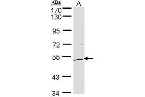 WB Image Sample (30 ug of whole cell lysate) A: 293T 10% SDS PAGE antibody diluted at 1:500 (DUSP10 Antikörper  (C-Term))