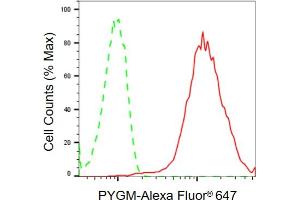 Flow cytometric analysis of PYGM expression in HeLa cells using PYGM antibody (ABIN7799835), 1:2,000). (PYGM Antikörper)
