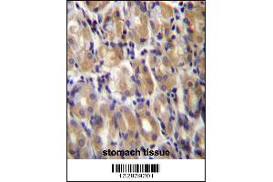 TOR1B Antibody immunohistochemistry analysis in formalin fixed and paraffin embedded human stomach tissue followed by peroxidase conjugation of the secondary antibody and DAB staining.