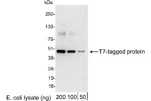 anti-T7-Tag antibody (HRP)