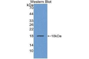 Western Blotting (WB) image for anti-Transthyretin (TTR) (AA 21-150) antibody (ABIN1863252)
