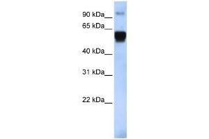 WB Suggested Anti-TRIM10 Antibody Titration:  0. (TRIM10 Antikörper  (Middle Region))