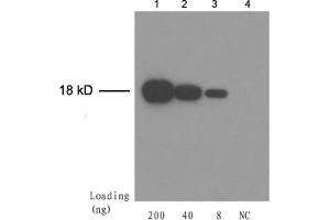 Lane 1-3: Trx fusion proteinLane 4: Negative control E. (Trx Tag Antikörper)