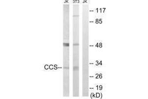 Western blot analysis of extracts from Jurkat cells and 3T3 cells, using CCS antibody. (Superoxide dismutase copper chaperone Antikörper  (C-Term))