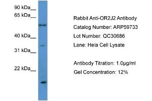 WB Suggested Anti-OR2J2  Antibody Titration: 0. (OR2J2 Antikörper  (C-Term))