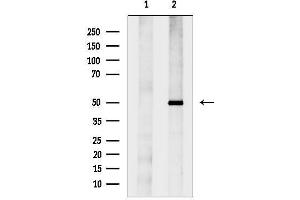 Western blot analysis of lysates from Hela cells, using p50 Dynamitin Antibody.