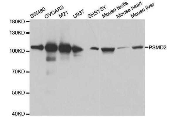 PSMD2 anticorps  (AA 1-260)