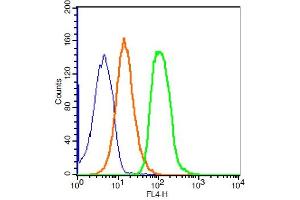 293T cells probed with ZO-1 Polyclonal Antibody, ALEXA FLUOR® 647 Conjugated (bs-1329R-A647) at 1:100 for 30 minutes compared to control cells (blue) and isotype control (orange). (TJP1 Antikörper  (AA 1551-1702) (Alexa Fluor 647))