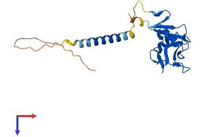 KLRG1 Protein (AA 1-195) (His tag)