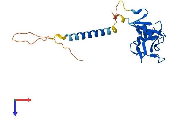 KLRG1 Protein (AA 1-195) (His tag)