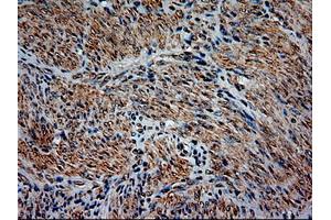Image no. 1 for anti-Neurotrophin 3 (NTF3) (AA 139-257) antibody (ABIN1490920) (Neurotrophin 3 Antikörper  (AA 139-257))