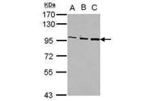 Image no. 1 for anti-Oxysterol Binding Protein (OSBP) (C-Term) antibody (ABIN1491832)