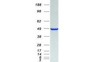 Validation with Western Blot (NCF1 Protein (Myc-DYKDDDDK Tag))
