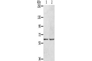 KCNH6 Antikörper