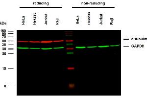 Anti-alpha-Tubulin Purified (TU-02) works in WB application under reducing conditions on RIPA cell extracts.
